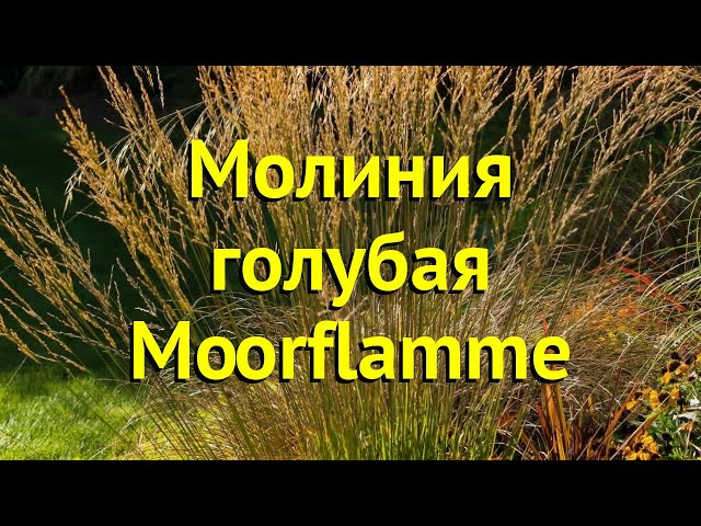 Молиния Мурфламм: фото и особенности