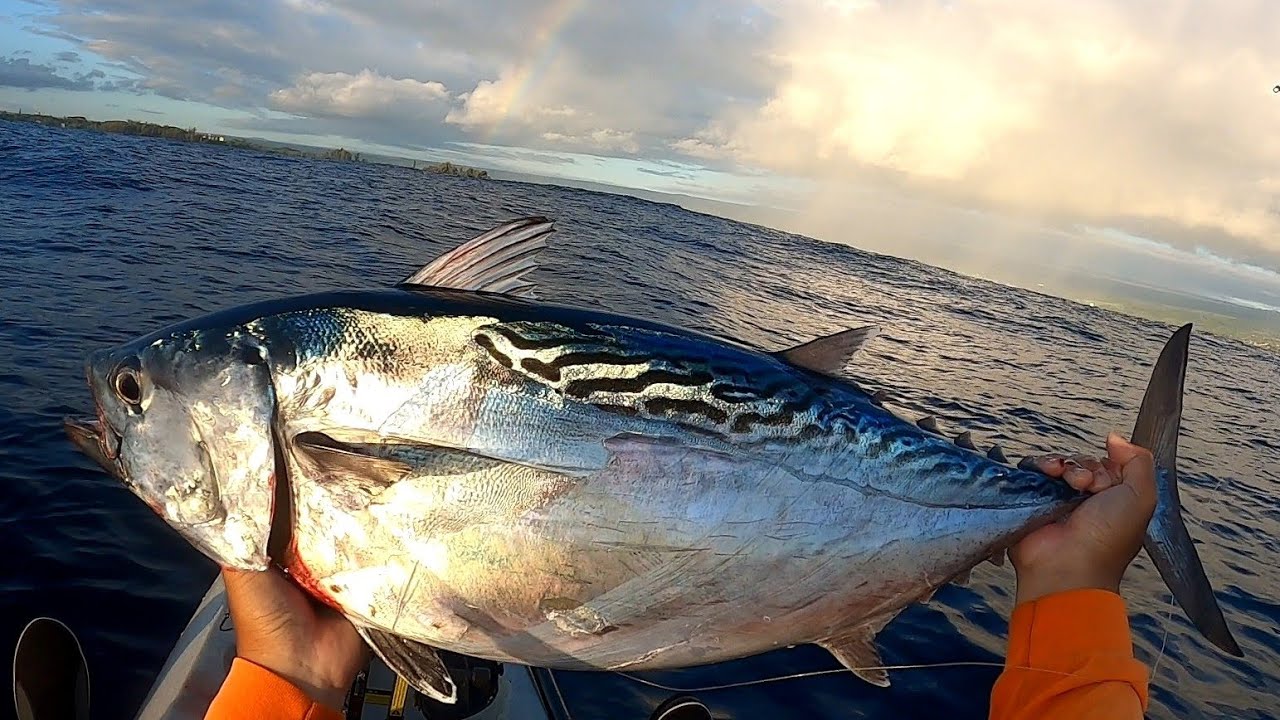 Hawaii Kayak Fishing Huge Kawakawa (Mackerel Tuna) YouTube