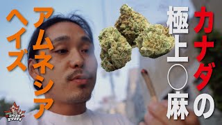 [Amnesia Haze] 合法の国でぶりぶりになって楽曲制作してみた