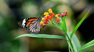 Butterfly-System Alba