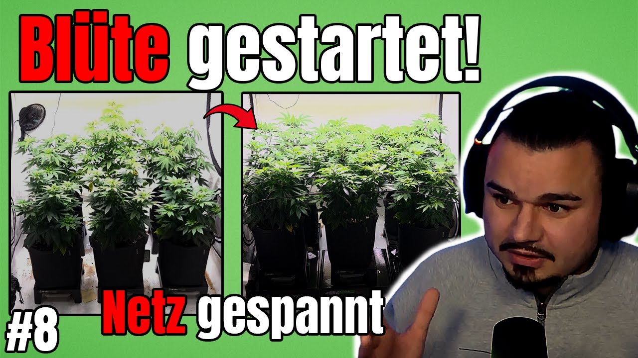 Blüte einleiten – Netz, Training & Dünger-Start | Grow Tagebuch #8