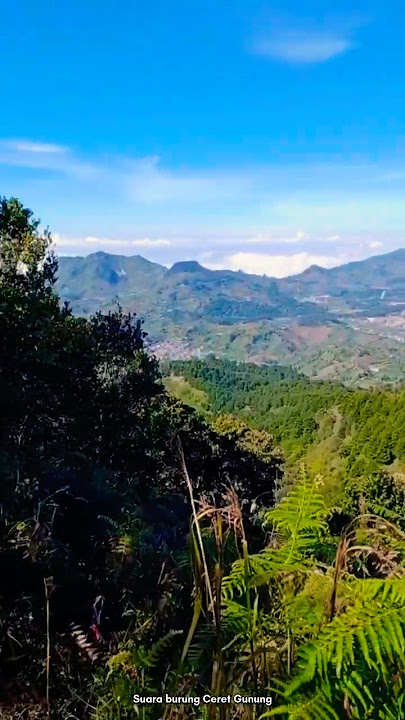 Suara Burung Ceret Gunung dan Kepodang-Sungu Gunung di Gunung Prau Dieng #jawatengah #dieng #birds