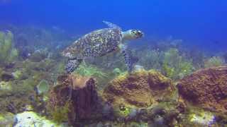 Scuba Antigua: A Look Below The Surface Of Paradise