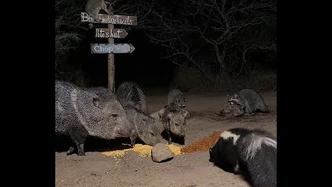 BlueIndigoTrails is live!