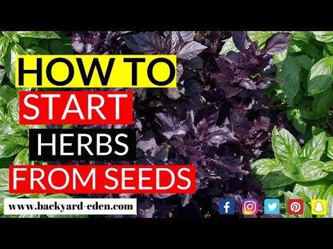 How to start herbs from seed | Seed starting herbs for