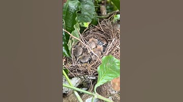 panen anak burung cendet di belakang rumah #burung #pentetmania #kicaumania #shorts #cendet