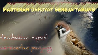 cerecetan panjang burung gereja||Masteran untuk ocehan murai kacer cucak ijo dll