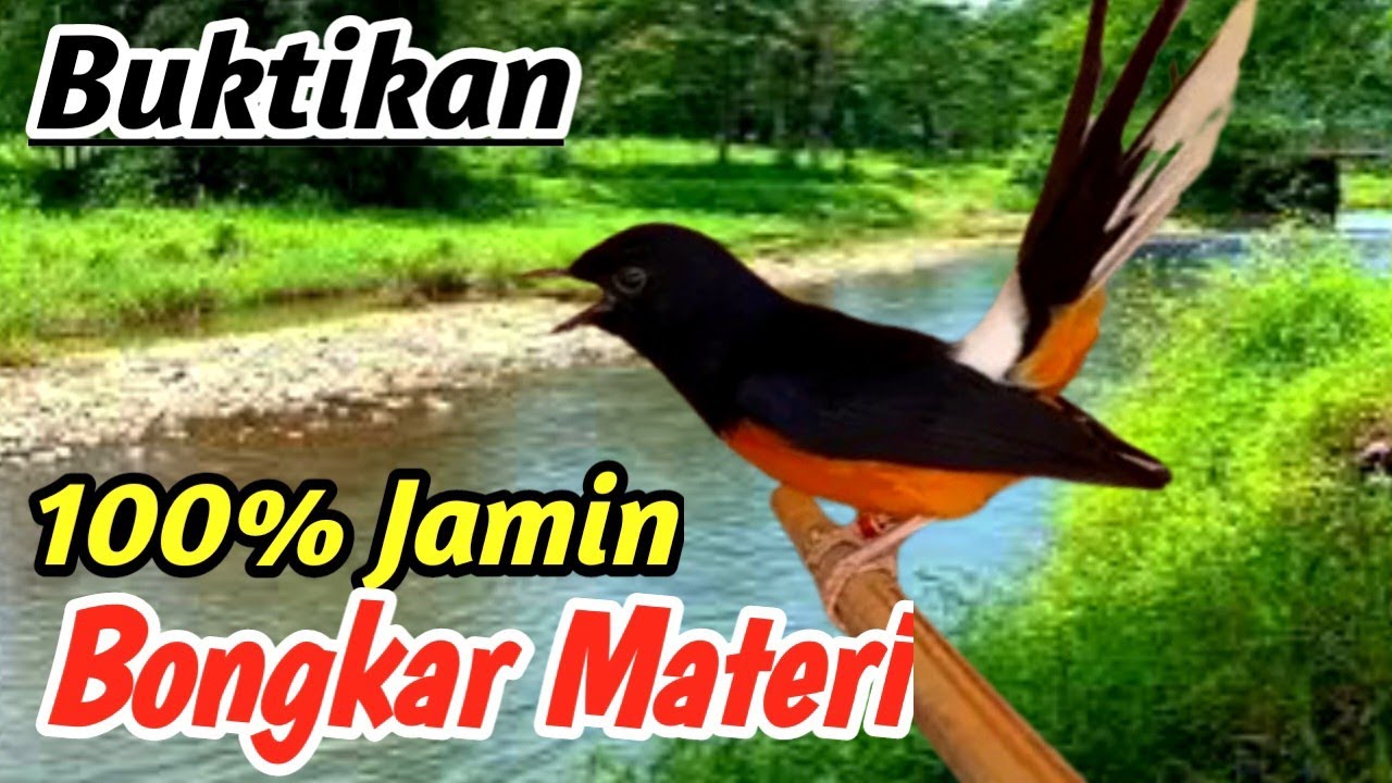 Masteran Murai Batu Full Isian + Natural River Flow Sound