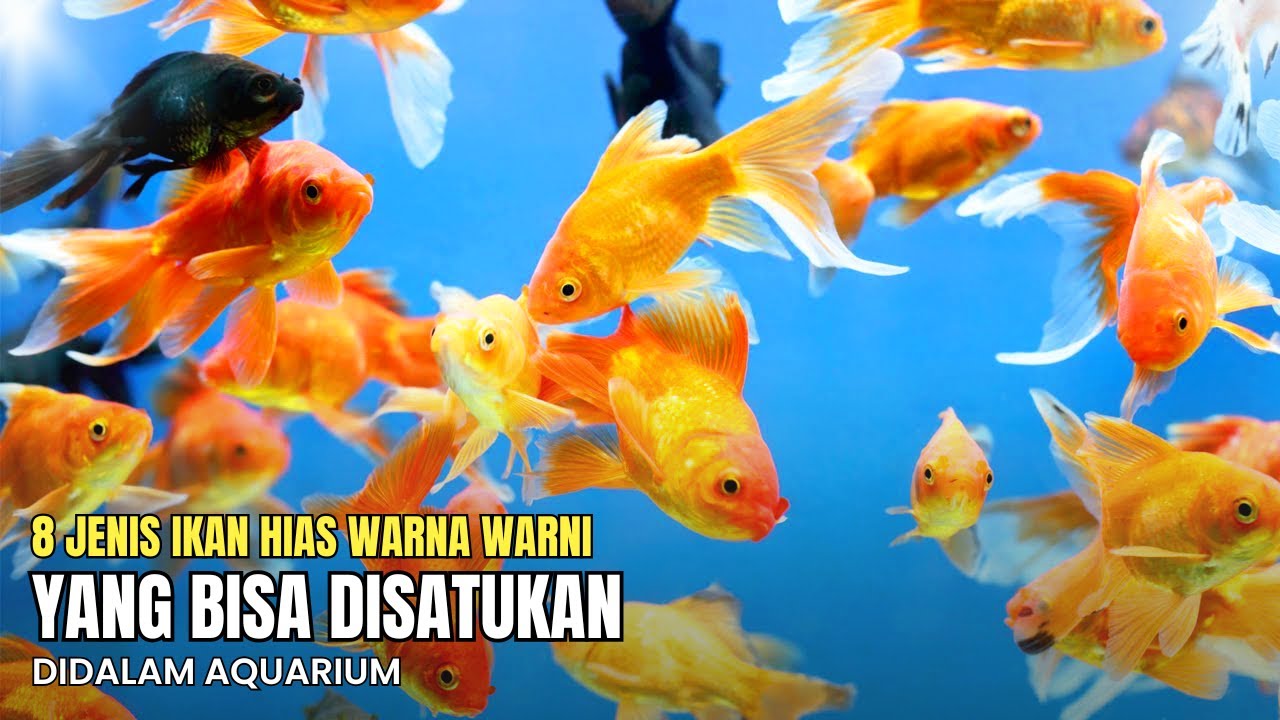 8 jenis ikan hias air tawar cantik warna warni yang bisa disatukan dalam aquarium
