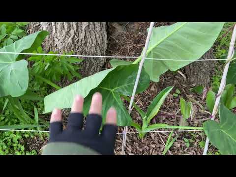 Vegetable Garden, Plants l, & Trees Update