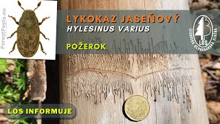 Lykokaz jaseňový (Hylesinus varius) - požerok