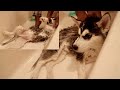 First Time Giving Siberian Husky a BATH - The Loyal Family