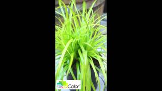 Carex EverColor Everillo