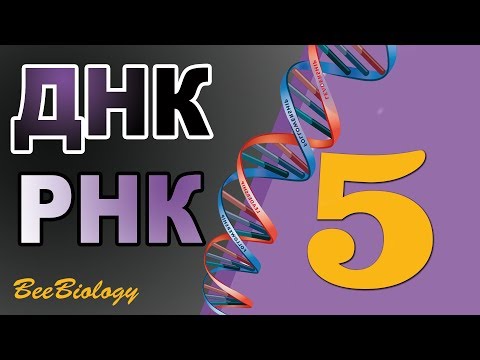 ДНК и РНК  • нуклеиновые кислоты  • строение и функции