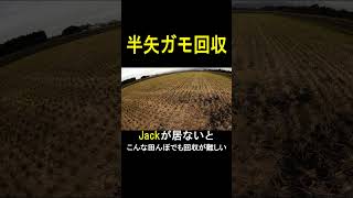 半矢ガモ回収 #shorts