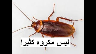 ما هو تفسير رؤية الصراصير في المنام ؟