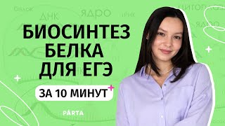 Кратко о биосинтезе белка | Биология ЕГЭ 2024 | PARTA