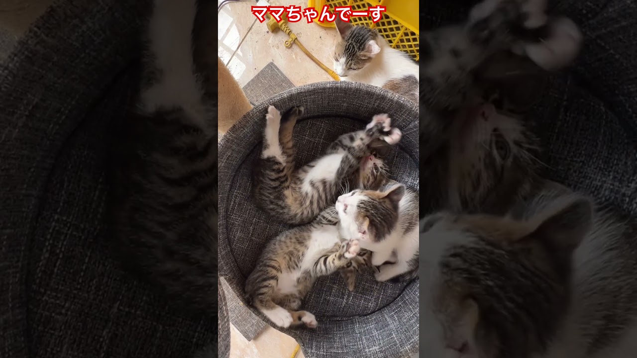 ねこまま♡ ママちゃんでーす😺😸😺2026/6/4 #ねこ #cat - YouTube