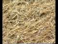 Using urea in straw part-2 Dr.Ashraf Sahibzada