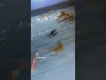 മീൻ കുഞ്ഞന്മാർ # fish #fishfeeding #home