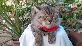 Lovely and cute cat is relaxing  😌 😍 by Hermenia Sacyap 107 views 11 days ago 2 minutes, 48 seconds