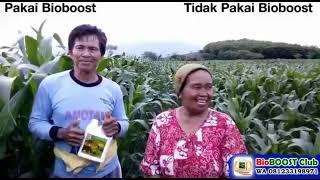 Pupuk jagung paling bagus