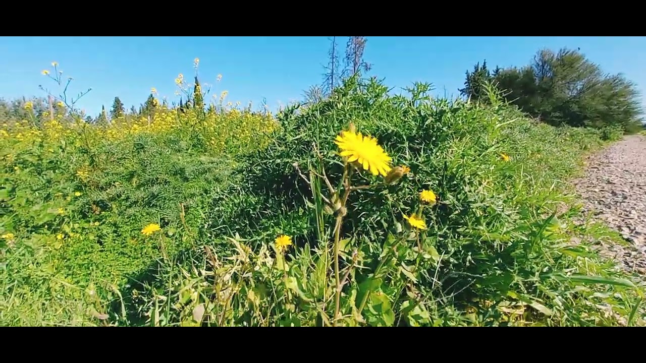 جولة في طبيعة في يوم ربيعي جميل 🏞🏝🏜🏜🏜🏜👍🏻