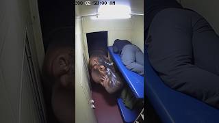 𝗛𝗶𝗽𝗽𝗼𝗽𝗼𝘁𝗮𝗺𝘂𝘀 𝗔𝘁𝘁𝗮𝗰𝗸