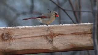 “Where trails meet wings “nature#naturelover #peace #positivevibes #foryou 