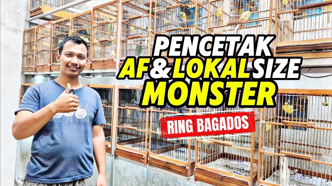 PETERNAK KENARI‼️Pencetak PAUD KENARI size MONSTER...