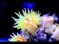 4呎LED水族燈管(T8HO)測試影片(1~8呎可以訂製) - Taiwan LED Net