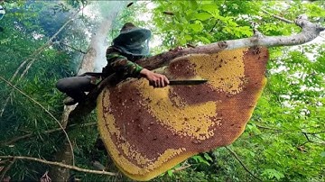 Tree climbing skills without fear of heights, harvesting honey from tall trees, dangerous and scary