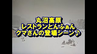 丸沼高原　レストランとんふぁん　　クマさんの登場シーン♪ １月１４日