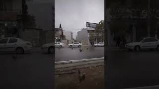 Chicken Rain At Road From Sky