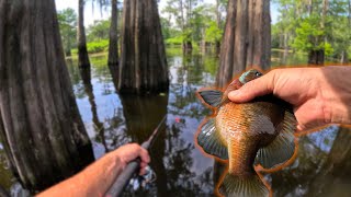 BULL BREAM Swamp Fishing | Atchafalaya Basin