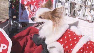 イヌ飼う子どもは「幸福度が高い」　科学的研究で判明　腸内細菌の変化が影響か【知っておきたい！】【グッド！モーニング】(2026年1月13日)