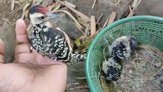 Download Lagu Review Pelatuk ulam anakan MP3