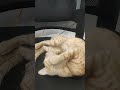 catfun#funnyshortvideo#pets