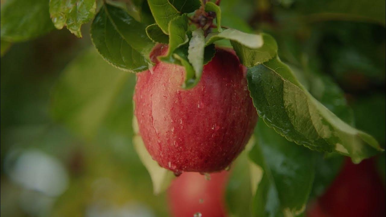 Order Organic Envy Apples