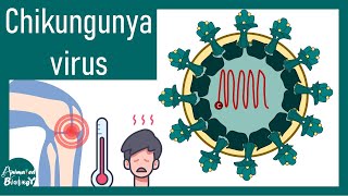 Chikungunya Virus | chikungunya fever | pathology and immunology of Chikungunya