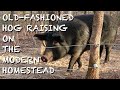 The hog of the modern homestead  the fhc show ep 42