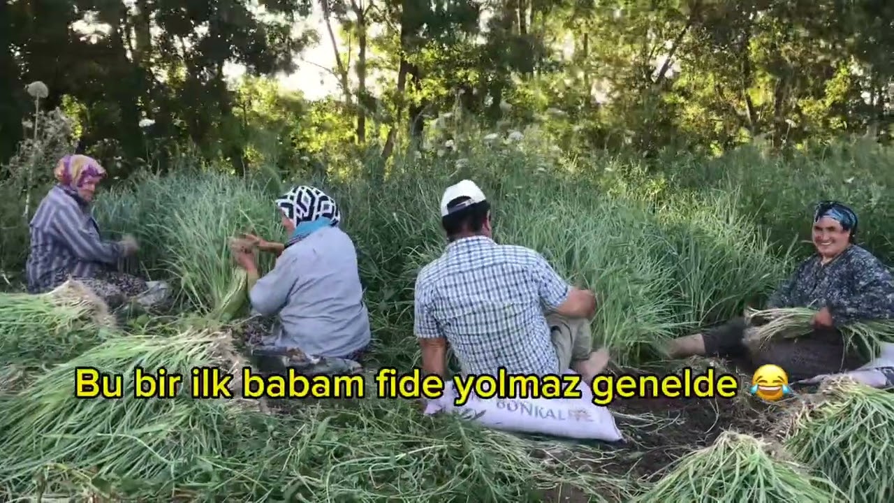 PIRASA DİKME VİDEOSU-1, Pırasa fidesi yolduk, hazırladık.Pırasa işi çok zor 🥹#köydeyaşam #pırasa