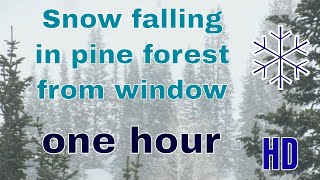 (HD) ❄ Snow falling in pine forest from window ❄