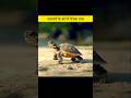 Crazy Facts About Animals 🐢😱 | Amazing Animal Facts in Hindi | Mind Blowing Random Facts #Shorts