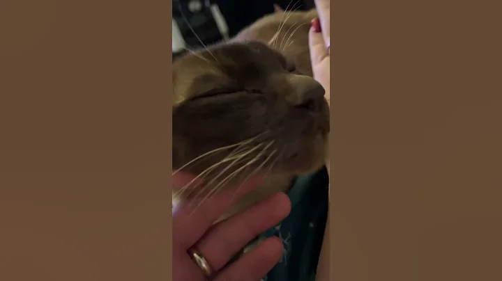 Video 9628321: burmese cat, cat purring, cat love cuddling