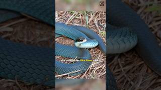 Download Lagu fastest snake in North America : blue racer snake #shorts #serpentshaven MP3 Download Lagu fastest snake in North America : blue racer snake #shorts #serpentshaven MP3