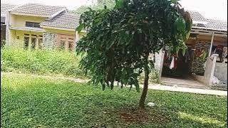 Indah nya pemandangan depan rumah
