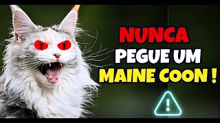 10 razões para você nunca adotar um gato Maine Coon