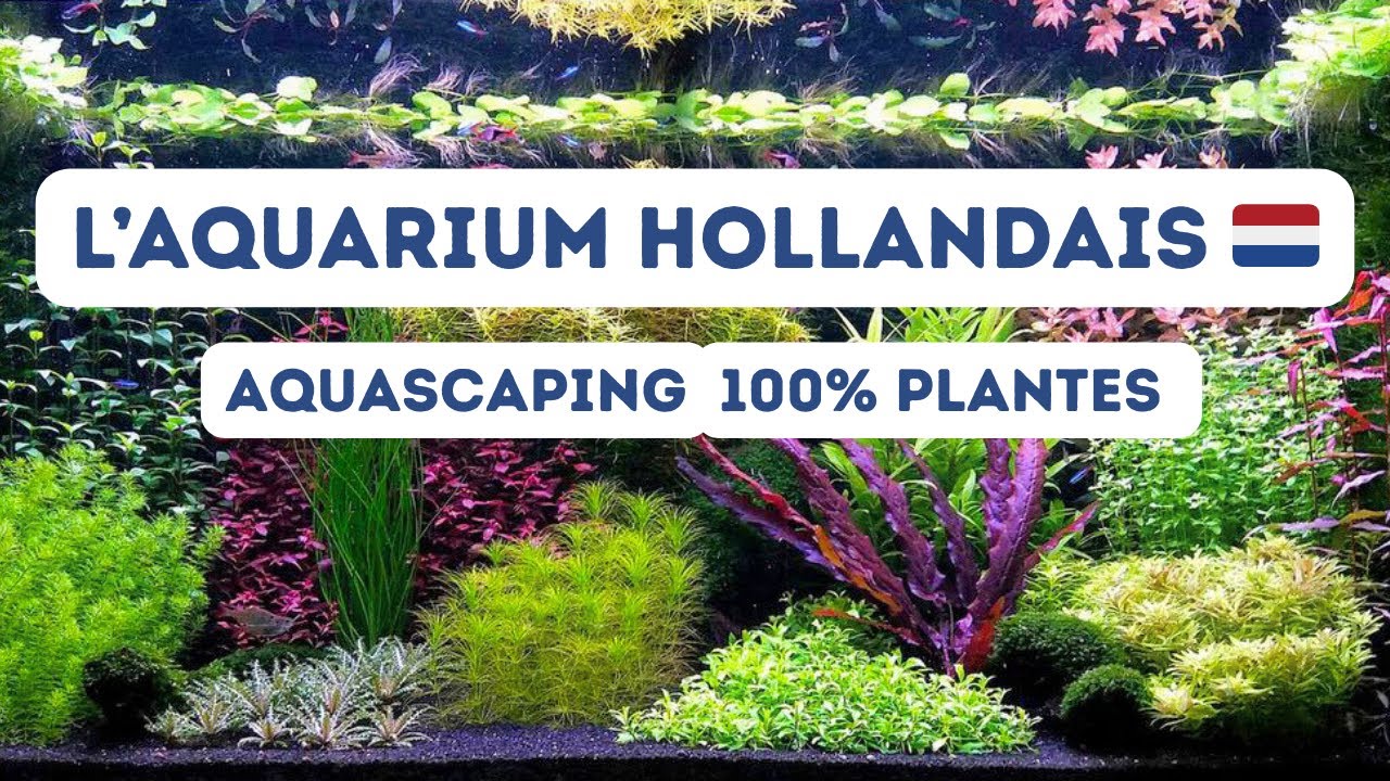 Créer un Aquarium Hollandais de A à Z 🌿 | Un Dutch Style spectaculaire à la maison !