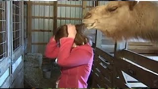 Animals vs. reporters – Funny people & animal compilation